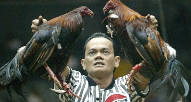 필리핀의 한 원형경기장에서 열린 온라인 투계 경기 시작 전 모습. CNA 캡처