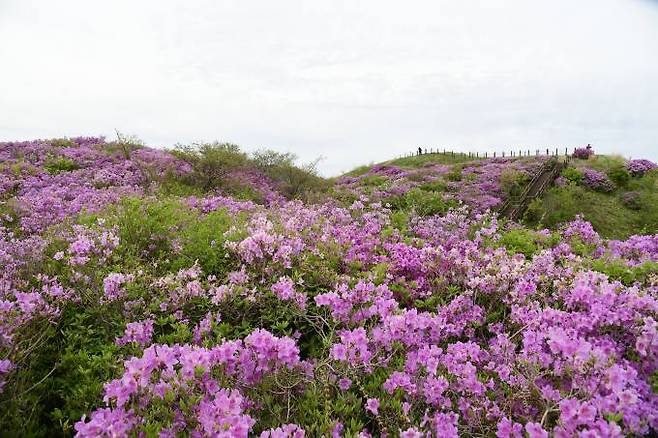 전북 남원 지리산 바래봉에 만개한 철쭉꽃 (사진=남원시)