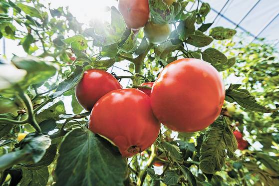 비가림 하우스에서 2~3m로 자란 줄기에 주렁주렁 매달린 토마토가 빨갛게 익어가고 있다. 박종근 기자