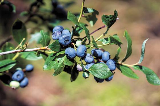 혜림원 농장 곳곳에서 자라는 블루베리 나무에 열매가 주렁주렁 열렸다. 박종근 기자