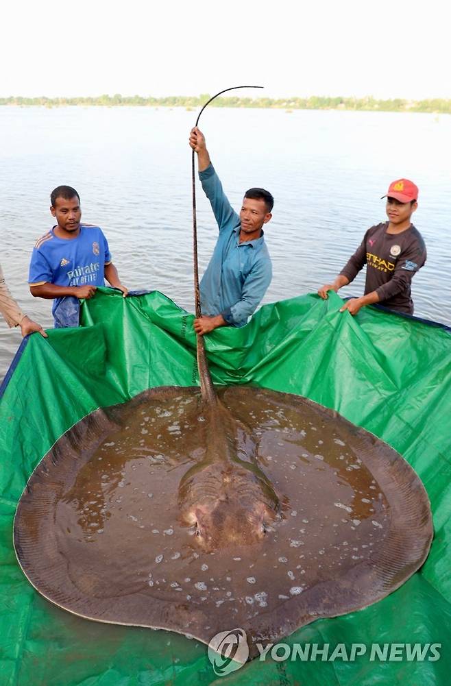 총 길이 4ｍ, 몸통 1.85ｍ, 꼬리 2ｍ에 달하는 메콩강 가오리 [AFP 연합뉴스 자료사진. 재판매 및 DB 금지]