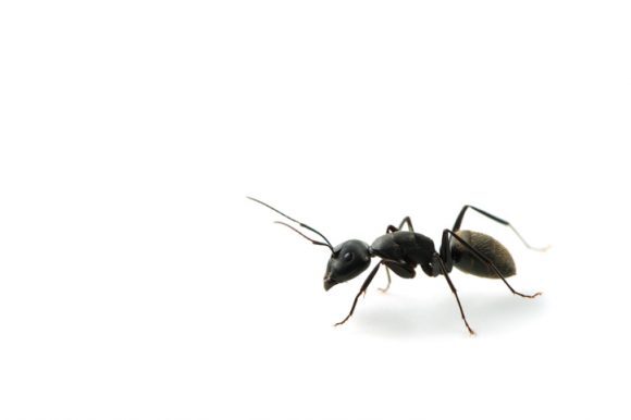 암세포 특유의 화학적 향을 구별해내도록훈련시킨 개미를 활용하는 기발한 암 진단법이 발표됐다. [사진=게티이미지뱅크]