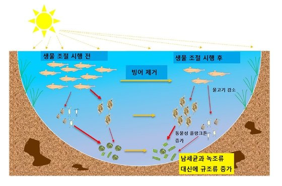 생물조절 개념. 동물성 플랑크톤을 먹는 물고기를 인위적으로제거, 동물성 플랑크톤이 식물성 플랑크톤을 더 많이 포식하도록 하는 방법이다. [자료: Water Research, 2022]