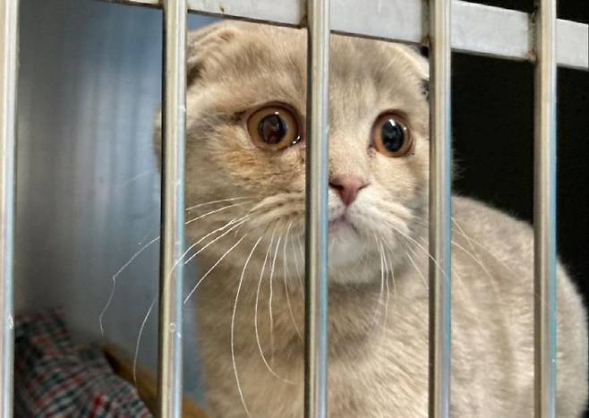 인천국제공항 계류장에 갇혀있는 고양이 윤기. 반려인은 연합뉴스에 방탄소년단(BTS) 팬인 여자 친구가 지어 준 이름이라고 말했다. [사진 출처 = 연합뉴스]