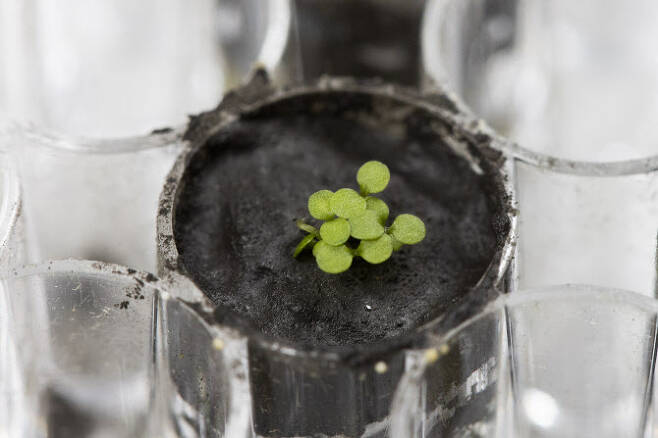 미국 플로리다 대학교 연구팀이 달 토양에 애기장대의 싹을 틔우는 데 성공했다. (사진=AFP)