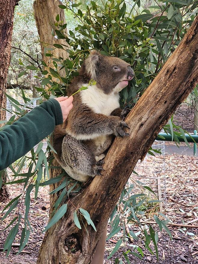 오스트레일리아의 대표 동물 코알라. 허윤희 기자
