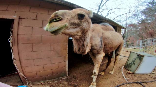 대구의 한 동물원에 홀로 남아 있는 낙타 '햇님이'. 비글구조네트워크는 햇님이의 구조를 논의 중이다. 비글구조네트워크 제공