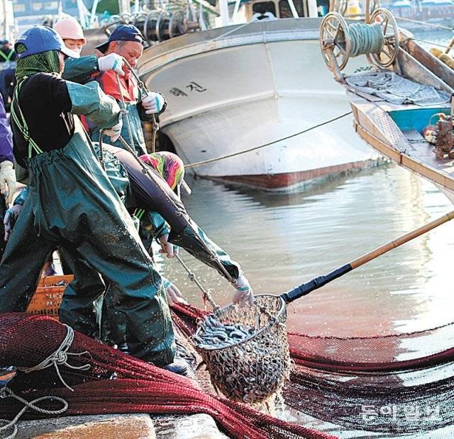 털어낸 멸치를 건져 올리는 어부들.