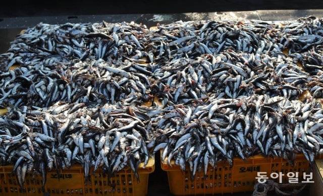 기장 멸치.