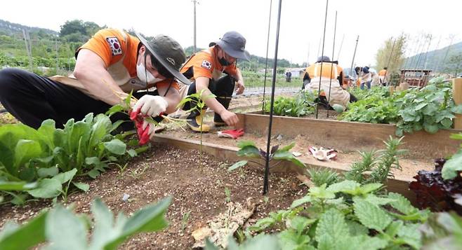 Firefighting officers participate in a care farming program run by Rural Development Adminstration. (Rural Development Adminstration)