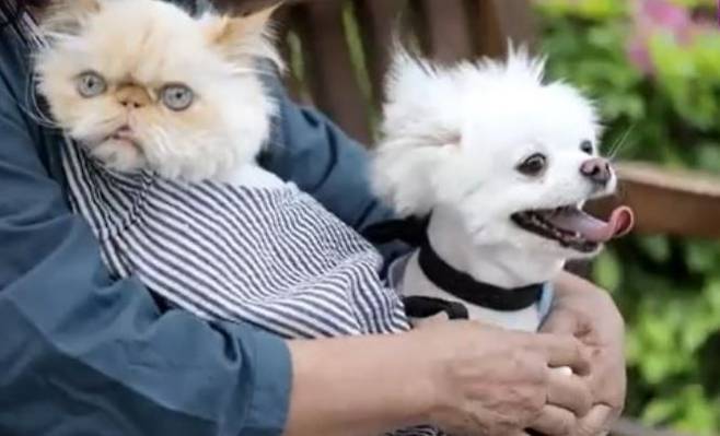 고(故) 강수연 반려동물들 /TV조선 '스타다큐 마이웨이'