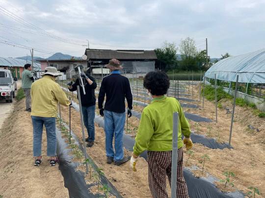 영동심천면 직원들이 농촌일손돕기 전개 모습.사진=영동군 제공
