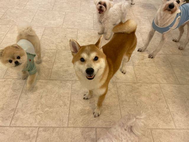 호두는 깔끔한 성격에 잘 짖지 않는다. 다른 개 친구들과도 잘 지내지만 사람을 더 좋아한다. 유기동물 행복찾는 사람들 제공