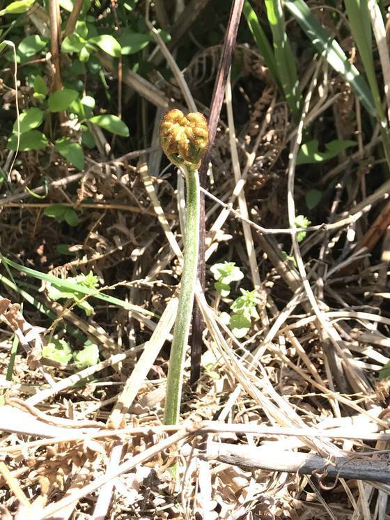 제주고사리는 과거 궐채(蕨菜)라 불렀다. 참새가 다리를 오므린 모양과 비슷하기 때문이다. 프리랜서 장정필