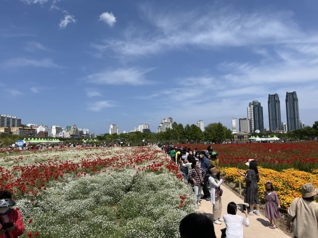 활짝핀 꽃양귀비와 수레국화, 안개꽃 등 봄꽃이 관람객들의 발길을 사로잡고 있다. 울산시 제공