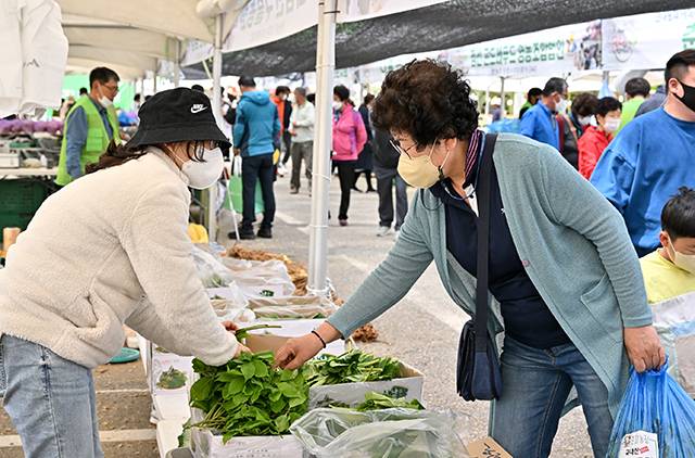 ▲지난 12~15일까지 정선공설운동장 일원에서 열린 정선 곤드레 산나물축제. ⓒ정선군