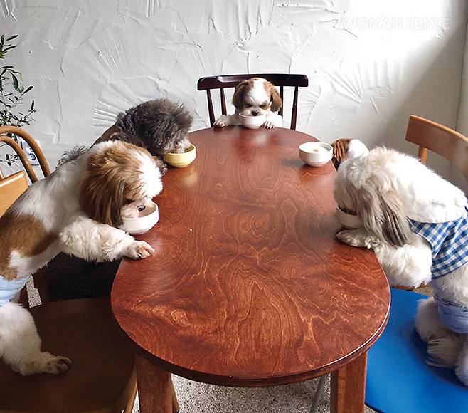 랑스러운 반려견 손님들이 ‘멍푸치노’를 먹으며 여유를 즐기고 있다.