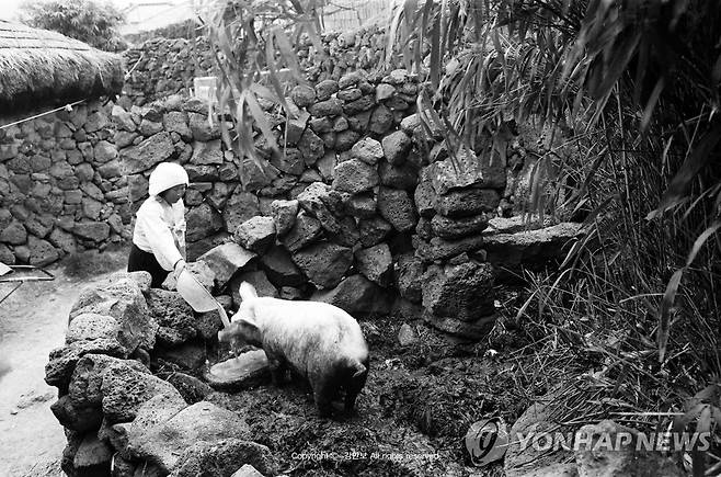 제주의 돗통시 [제주학연구센터 제공, 강만보 사진작가 촬영. 재판매 및 DB 금지]