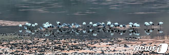 최근 문화재청 천연기념물로 지정된 연천 임진강 우루미류 도래지. (연천군청 제공)© 뉴스1