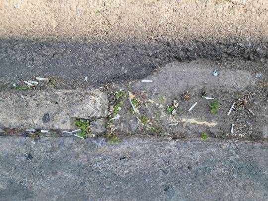 16일 낮 대전 서구 둔산동 부근 한 길가에 담배꽁초 여러 개가 버려져 있다. 사진=김소연 기자