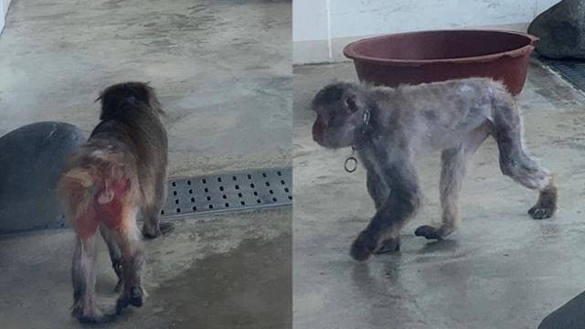 동물자유연대는 제주 서귀포시 퍼시픽리솜 전시장 내 일본원숭이들의 털이 듬성듬성 빠져 있고, 피부병이 있으나 제대로 치료받지 못하고 있다고 주장했다. 동물자유연대 제공