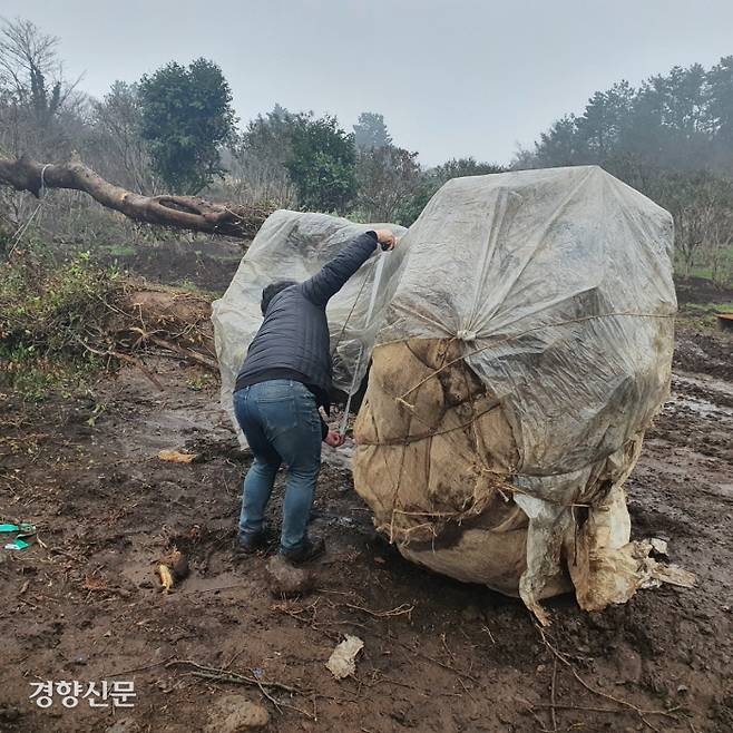 제주의 산림에서 무단으로 캐낸 나무. 제주자치경찰단 제공