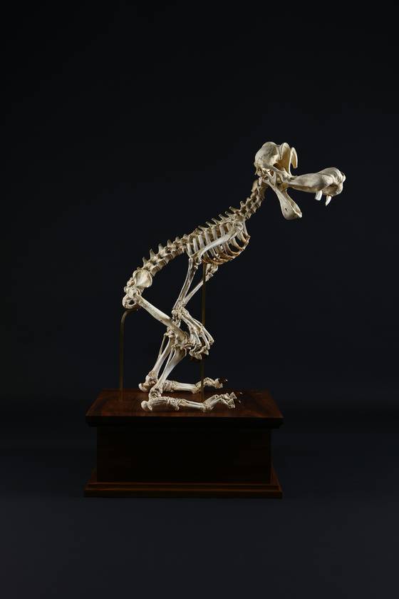 ″Ridicularis″ (2008) is based on Disney's Goofy. [BUSAN MUSEUM OF ART]