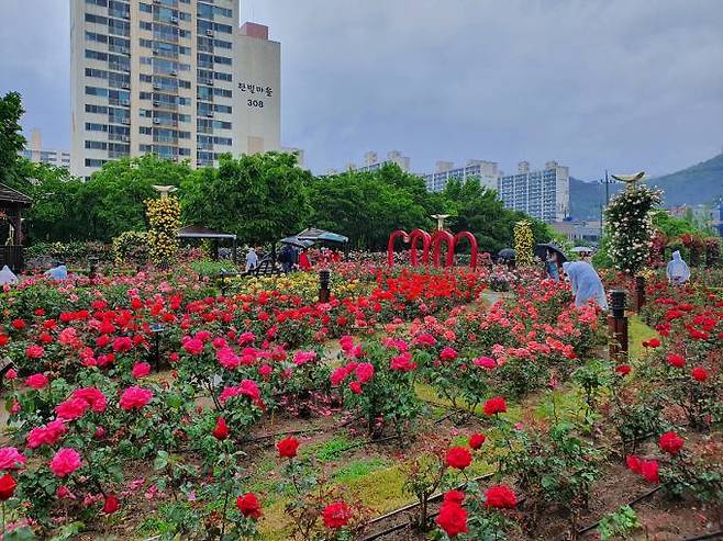 대구 이곡 장미곡원. (대구시 제공) 2022.05.16