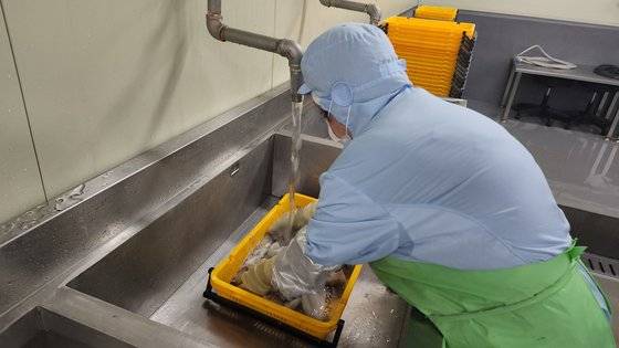 16일 경북 포항시 남구 구룡포읍 한 수산물가공업체에서 작업자가 오징어 세척 작업을 하고 있다. 김정석 기자