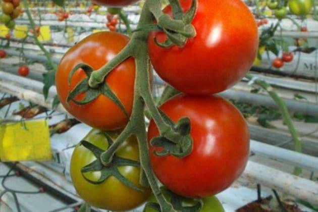 사진=안스퓨어팜 홈페이지