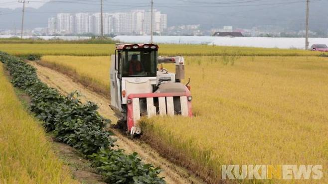 지난해 양구 첫벼베기
