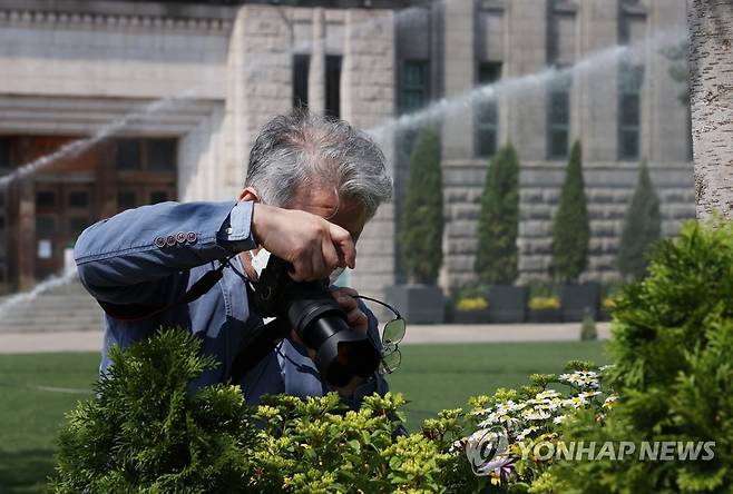 봄을 남기다 (서울=연합뉴스) 서대연 수습기자 = 서울 최고기온이 23도까지 올라간 16일 오후 한 시민이 물이 뿌려지고 있는 서울 중구 시청 앞 서울광장에서 봄꽃 사진을 찍고 있다.  2022.5.16 dwise@yna.co.kr