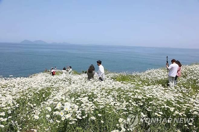 부안 마실길에 샤스타데이지 '활짝' (부안=연합뉴스) 전북 부안군은 변산 마실길 1코스에 국화과 일종인 샤스타데이지가 활짝 피어 눈길을 사로잡고 있다고 17일 밝혔다. 사진은 최근 마실길을 찾은 관광객 모습. 2022.5.17 [부안군 제공. 재판매 및 DB 금지] jaya@yna.co.kr