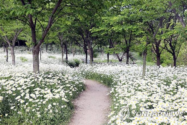 부안 마실길 수놓은 샤스타데이지 [부안군 제공. 재판매 및 DB 금지]