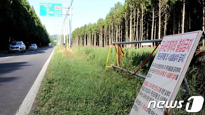 도로를 확장하기 위해 삼나무 숲을 베는 계획이 알려지면서 갈등을 빚었던 제주 비자림 확장공사 구간.2019.8.6/뉴스1© 뉴스1