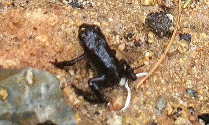부산 연제구 연산동 온천천 생태연못 근처의 새끼 두꺼비 모습.