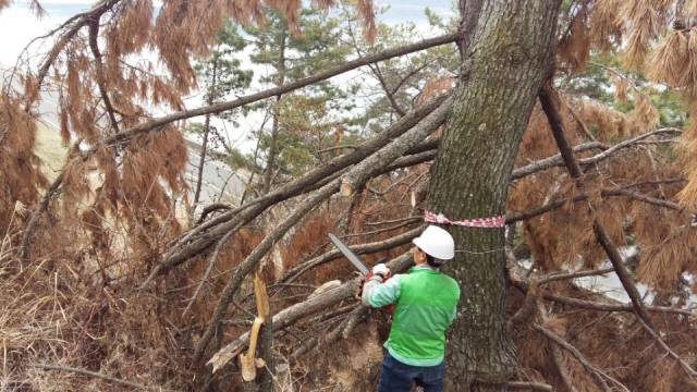 소나무재선충에 걸린 피해목을 제거하고 있다. [사진 제공 = 산림청]