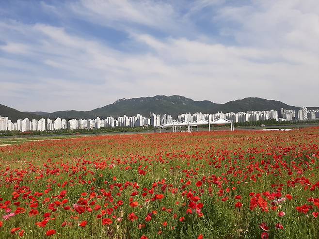 5월19일부터 22일까지 시민에게 개방되는 낙동강 둔치 야생화단지 모습 ⓒ김해시