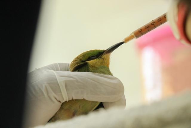 지난 11일 인도 구자라트주의 한 동물병원에서 수의사가 탈수 증상으로 구조된 새에게 주사기로 물을 먹이고 있다. 인도 비영리단체 지브다야 페이스북 제공