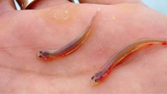 '뱀파이어 물고기'라 불리는 칸지루(Candiru). [유튜브 캡처]