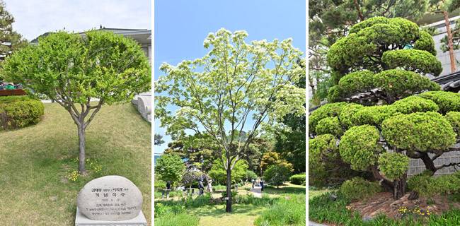김대중 대통령이 영빈관 앞에 심은 무궁화나무. 박근혜 대통령이 본관 옆 소정원중앙에 심은 이팝나무. 박정희대통령이  1978년 12월에 심은 향나무.