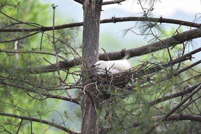 지난 18일 KAIST 내에서 번식 중인 백로 [대전환경운동연합 제공. 재판매 및 DB 금지]