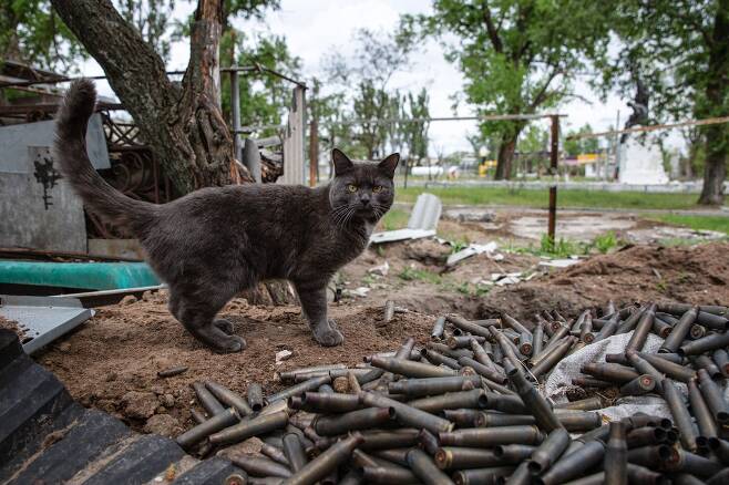 5월 14일 우크라이나 루한스크 루베즈노예의 주택가에 위치한 옛 우크라이나 육군 거점에 고양이 한마리가 돌아다니고 있다./타스 연합뉴스