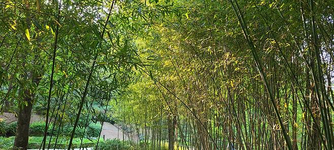 남산공원 유아숲체험장 안에는 자연 조성된 대나무숲이 있다. 중부 지역 등 우리나라 전역에 자생하는 대나무인 왕죽으로 6월 장마와 함께 채취 작업이 본격적으로 이뤄진다. [이운자 기자]