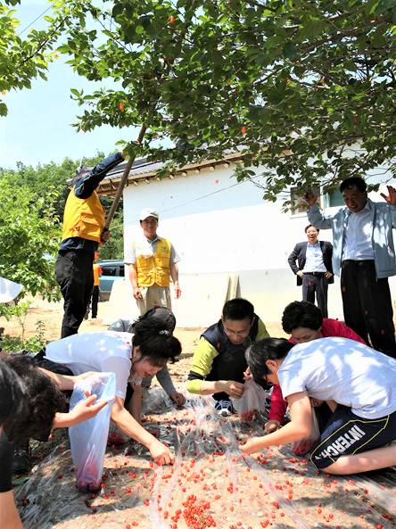 앵두따기 체험. (사진=양양군 제공) *재판매 및 DB 금지