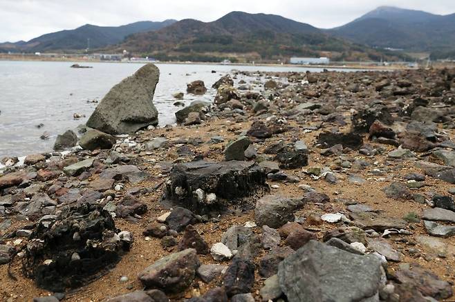 A row of 1,200-year-old dock pilings stretches more than 331 meters at the Cheonghaejin Garrison, which was established in 828 by Jang Bo-go.Photo © Hyungwon Kang