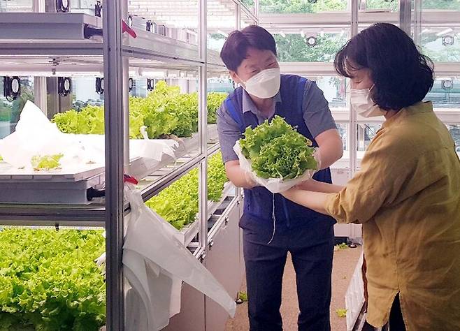 20일, 농협유통 하나로마트 창동점(서울 도봉구 소재)에 선보인 ‘스마트팜’에서 재배된 농산물을 우수고객들이 직접 수확해보는 행사를 진행했다. 농협유통 제공