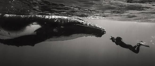 Humpback Whale ⓒ 장남원