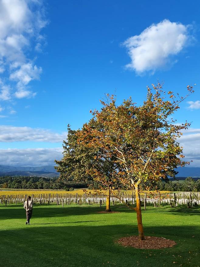 호주 도멘 샹동 포도밭