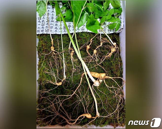 장수 덕유산서 발견된 천종산삼 8뿌리(한국전통심마니협회 제공)2022.5.23/© 뉴스1